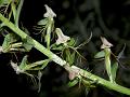 Ram's Horn Habenaria